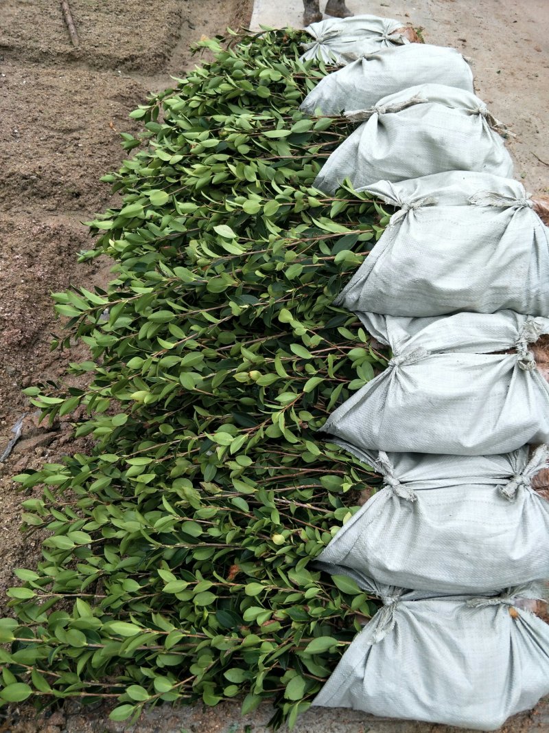 两年生湘林系嫁接裸根油茶苗210号15公分/35公分高