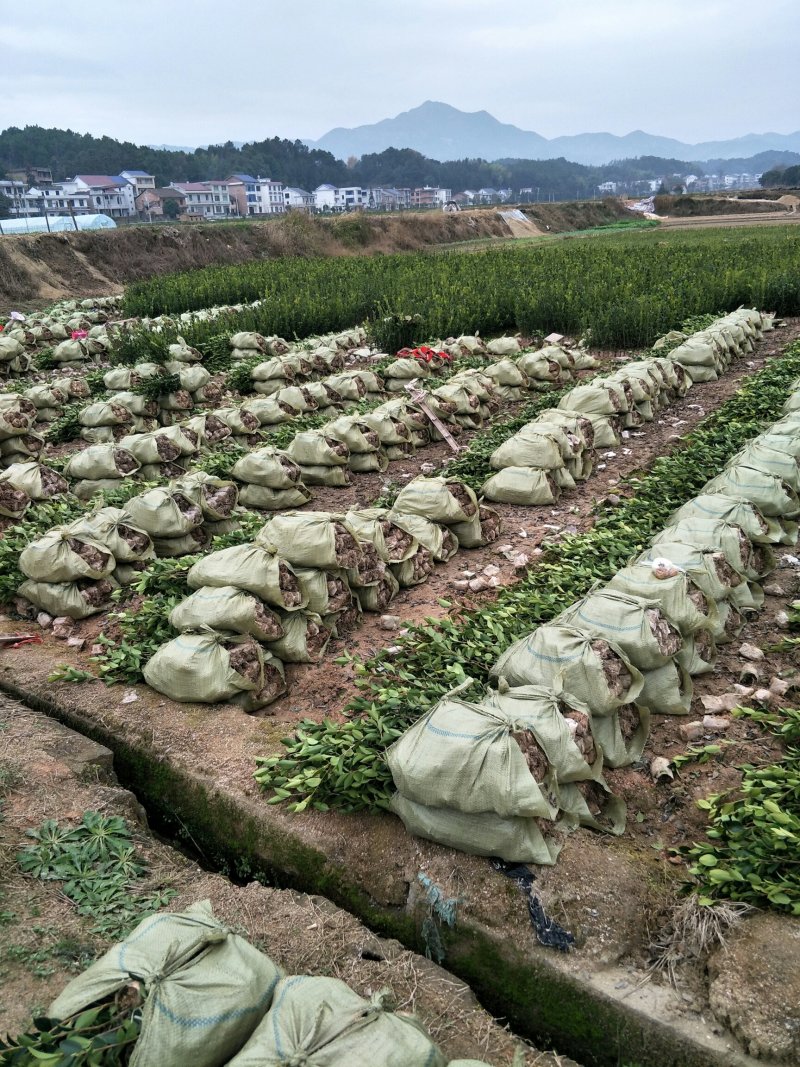 两年生湘林系嫁接裸根油茶苗210号15公分/35公分高