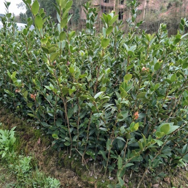 两年生湘林系嫁接裸根油茶苗210号15公分/35公分高