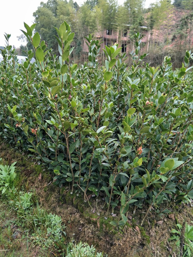 两年生湘林系嫁接裸根油茶苗210号15公分/35公分高