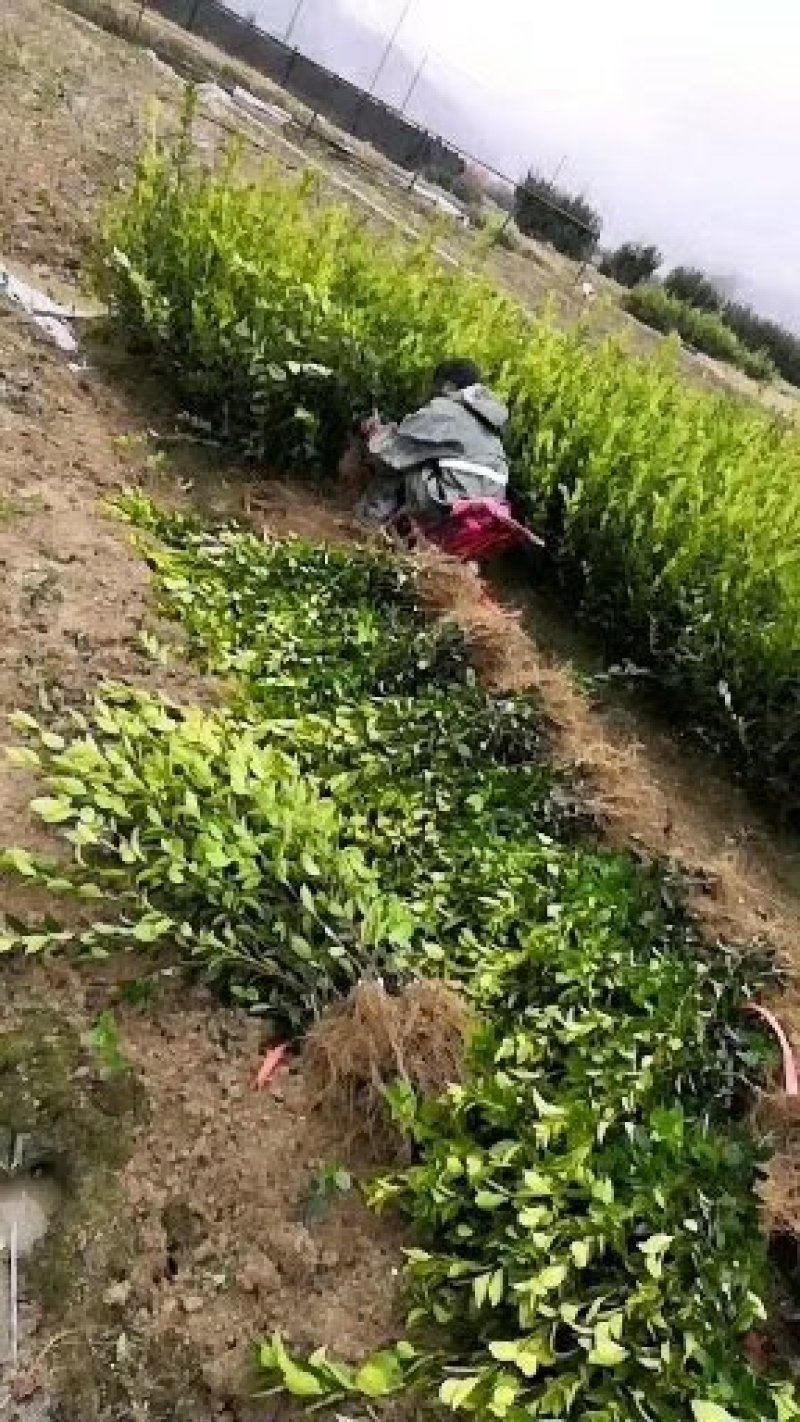 油茶