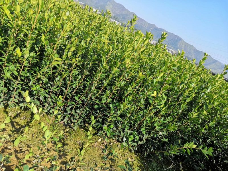 油茶