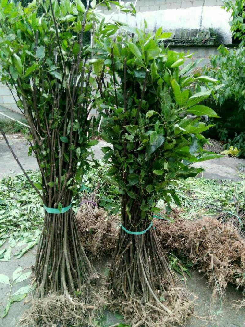 中花吴茱萸苗