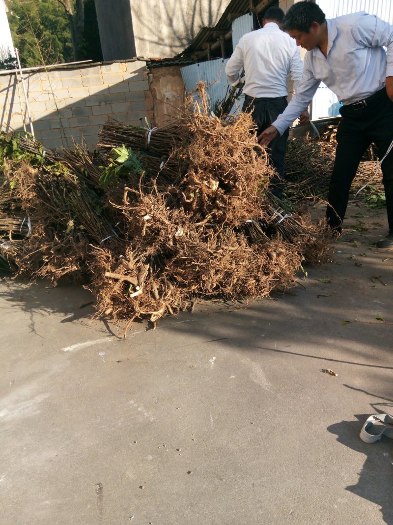中花吴茱萸苗