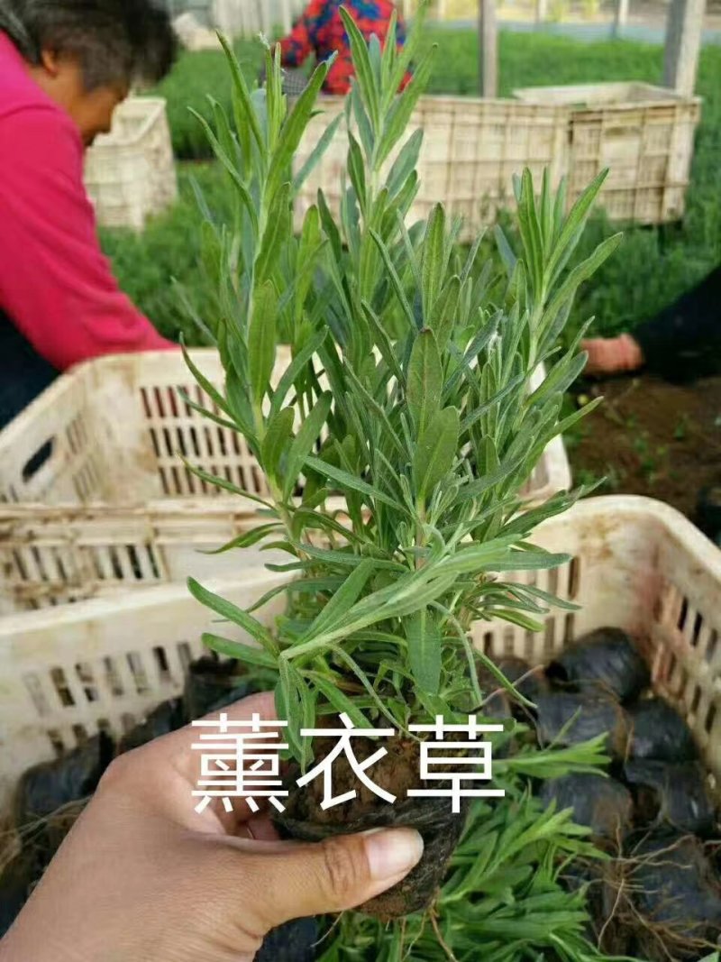 薰衣草马兰美女樱福禄考八宝景天马鞭草等各种草花