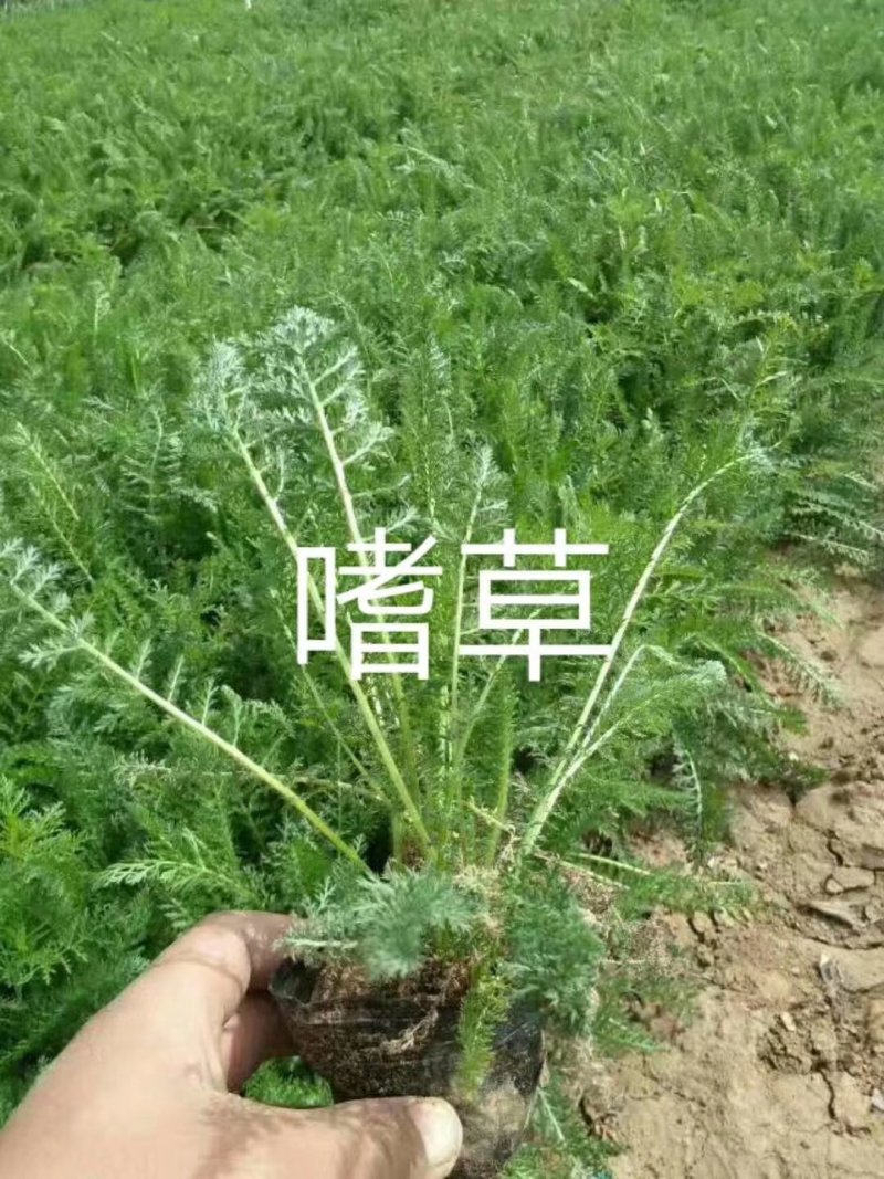 薰衣草马兰美女樱福禄考八宝景天马鞭草等各种草花