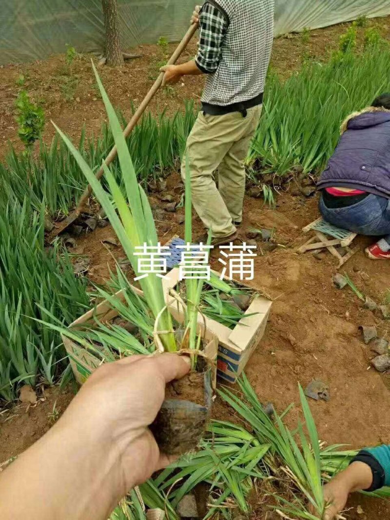 薰衣草马兰美女樱福禄考八宝景天马鞭草等各种草花