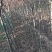 常年供应陕西精品紫叶李3公分