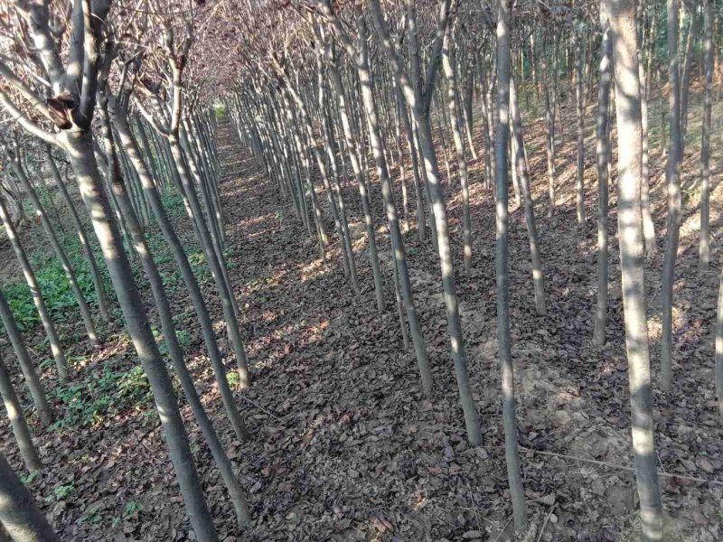 常年供应陕西精品紫叶李3公分