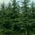 常年供应陕西精品雪松