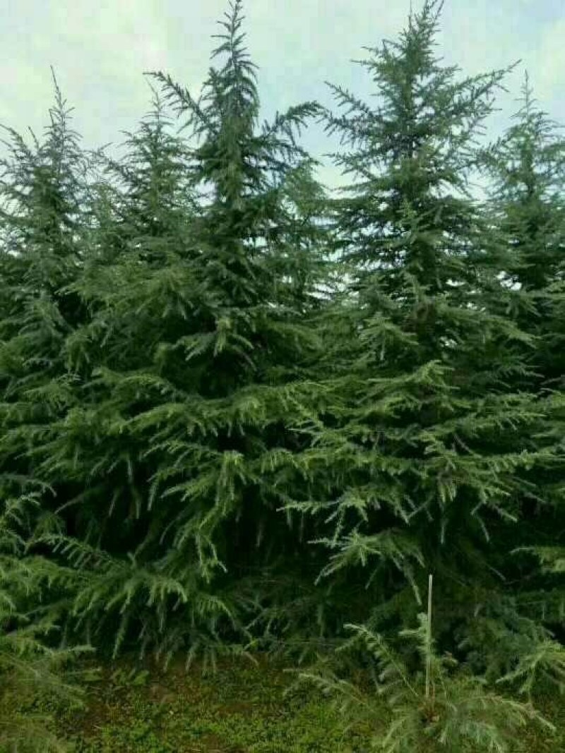 常年供应陕西精品雪松
