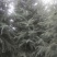 常年供应陕西精品雪松