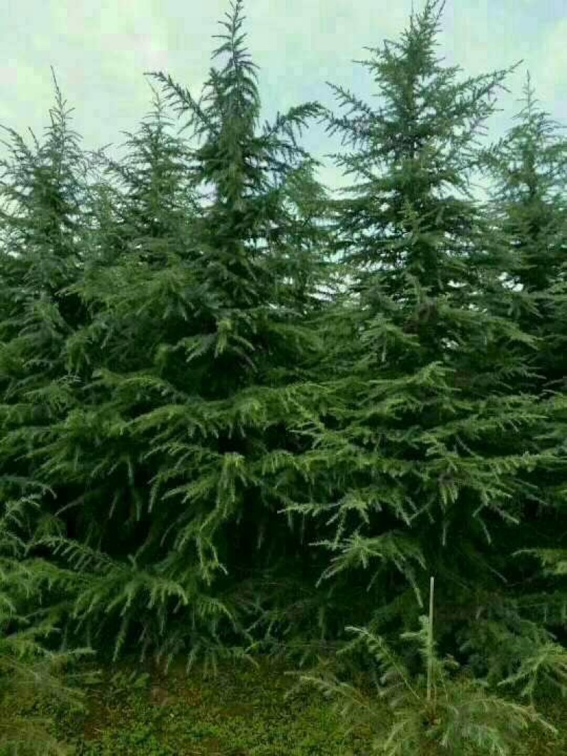 常年供应陕西精品雪松