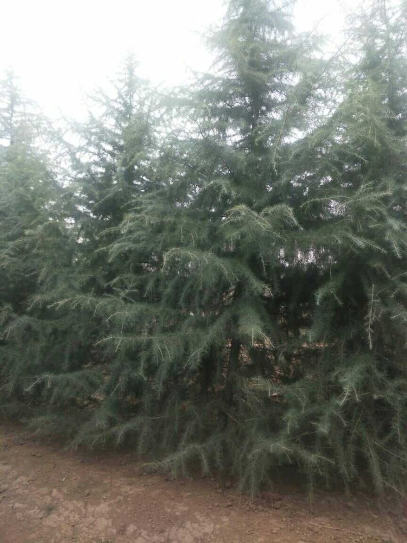 常年供应陕西精品雪松