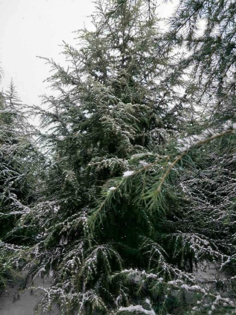 常年供应陕西精品雪松