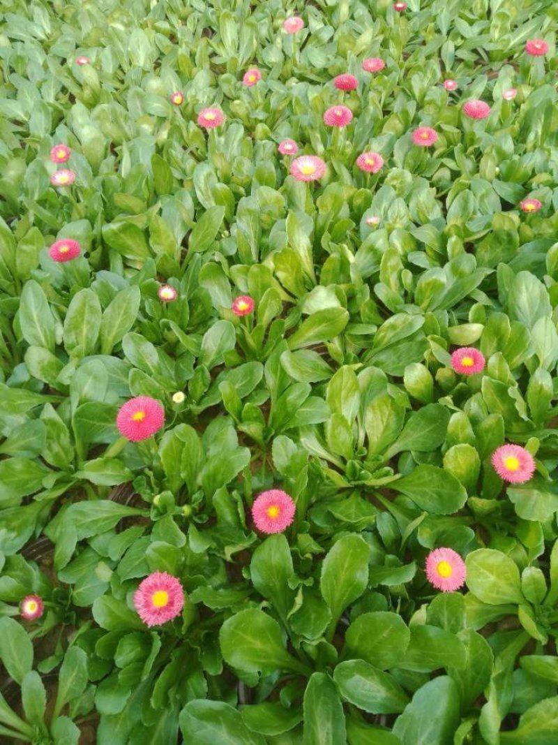 芹叶牡丹多色可选地被草花色块苗装车价16.5