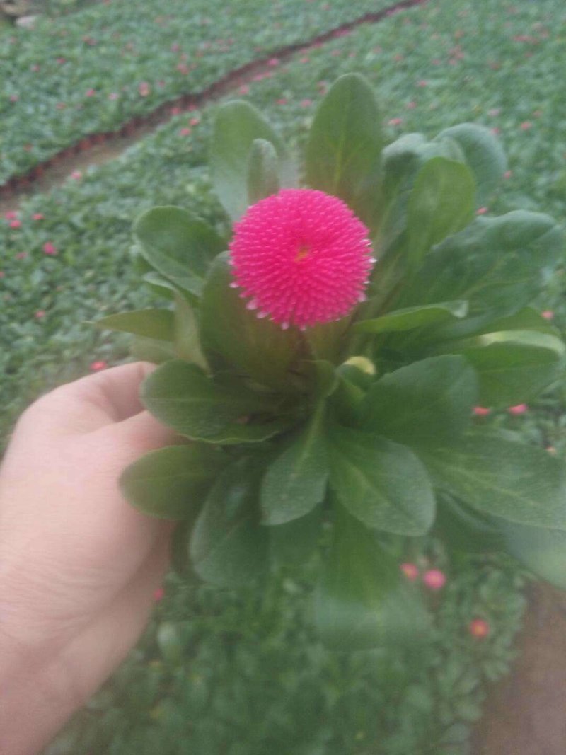 芹叶牡丹多色可选地被草花色块苗装车价16.5