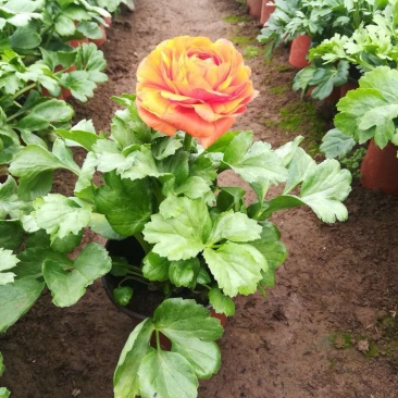 芹叶牡丹多色可选地被草花色块苗装车价16.5