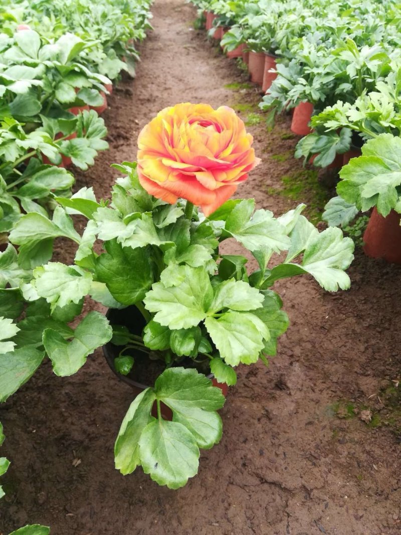 芹叶牡丹多色可选地被草花色块苗装车价16.5