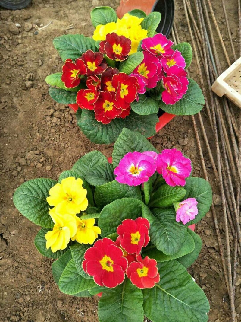 芹叶牡丹多色可选地被草花色块苗装车价16.5