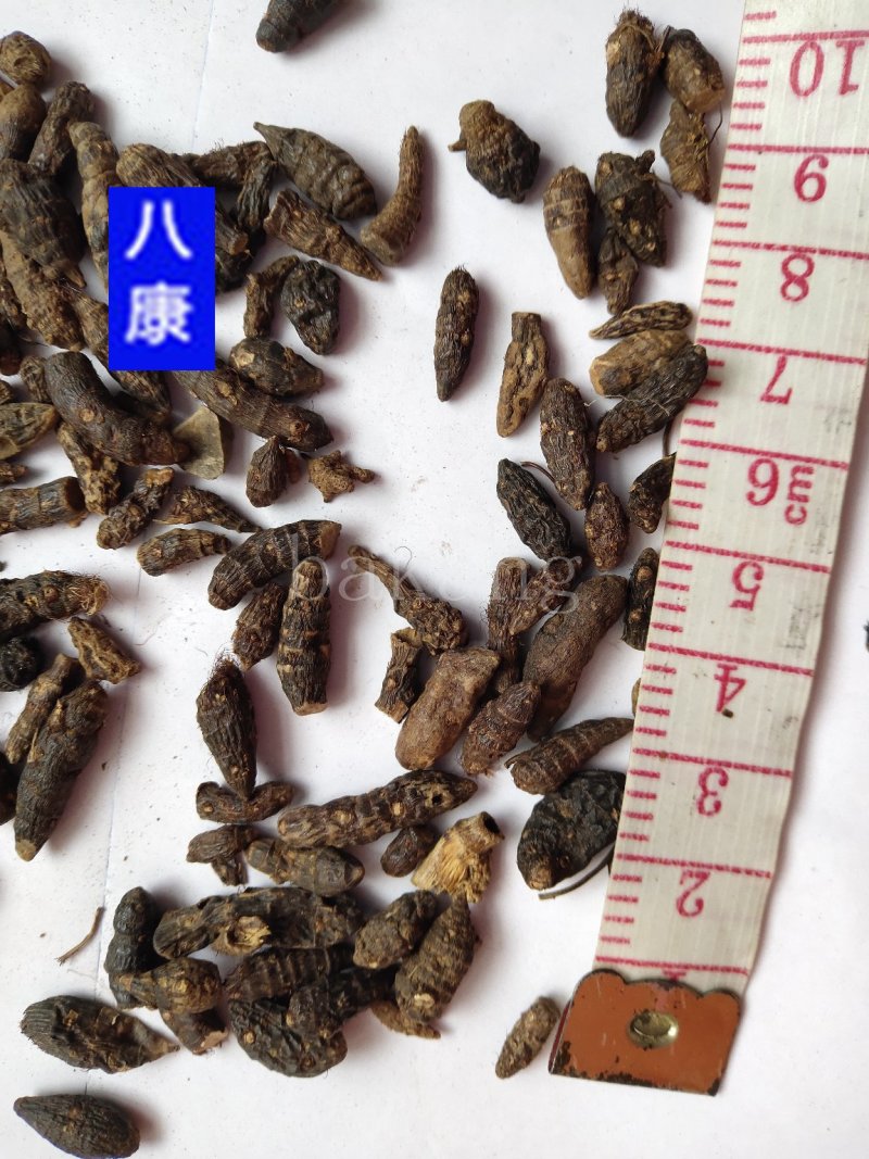 香附子个米批发诚信经营支持一件代发支持混批