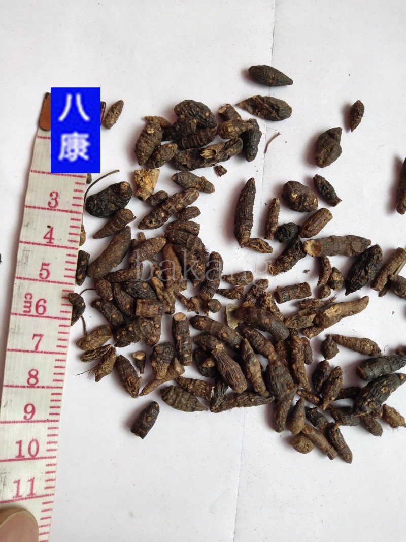 香附子个米批发诚信经营支持一件代发支持混批