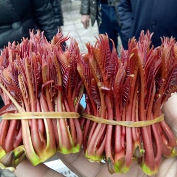 红油香椿芽！种植基地直发！