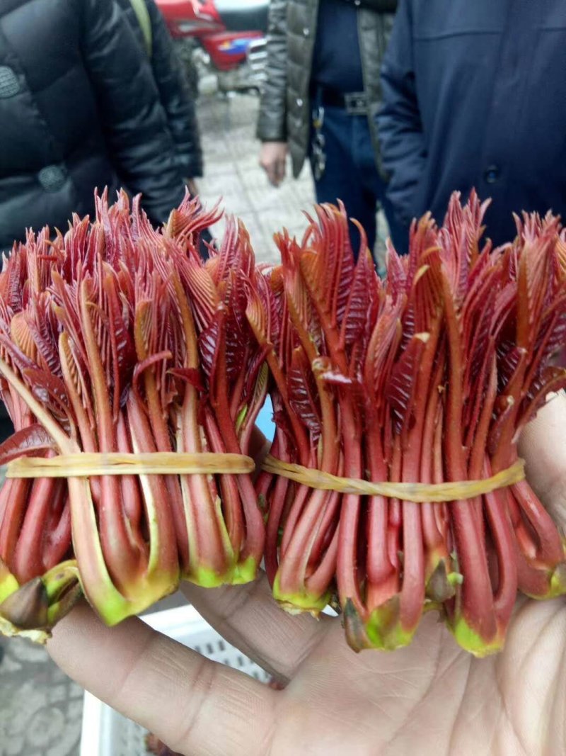 红油香椿芽！种植基地直发！