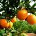 纽荷尔脐橙，九月红自家果园，产地批发，货源充足皮毛光滑细