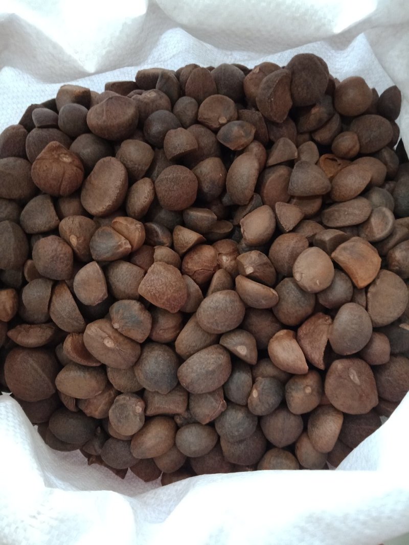 油茶种子大果红花油茶种子白花油茶茶花山茶茶树种子