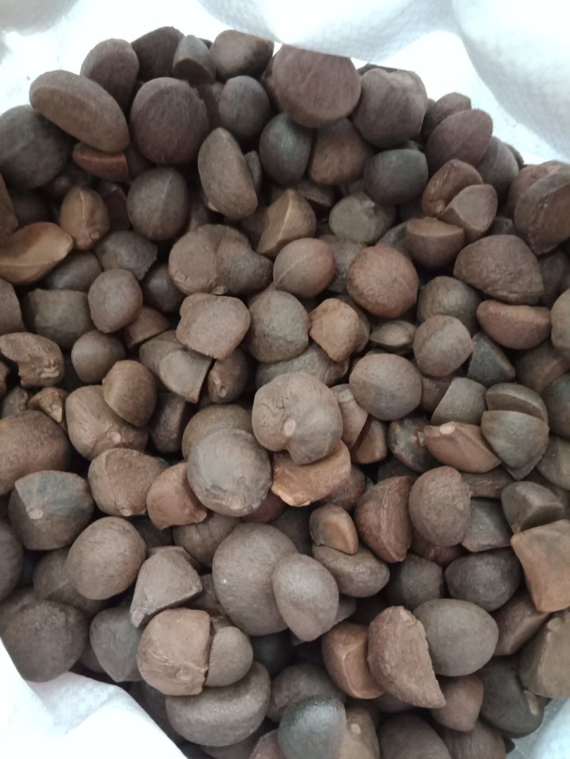油茶种子大果红花油茶种子白花油茶茶花山茶茶树种子