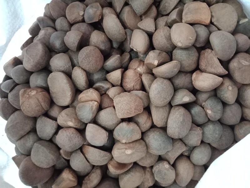 油茶种子大果红花油茶种子白花油茶茶花山茶茶树种子