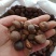 油茶种子大果红花油茶种子白花油茶茶花山茶茶树种子