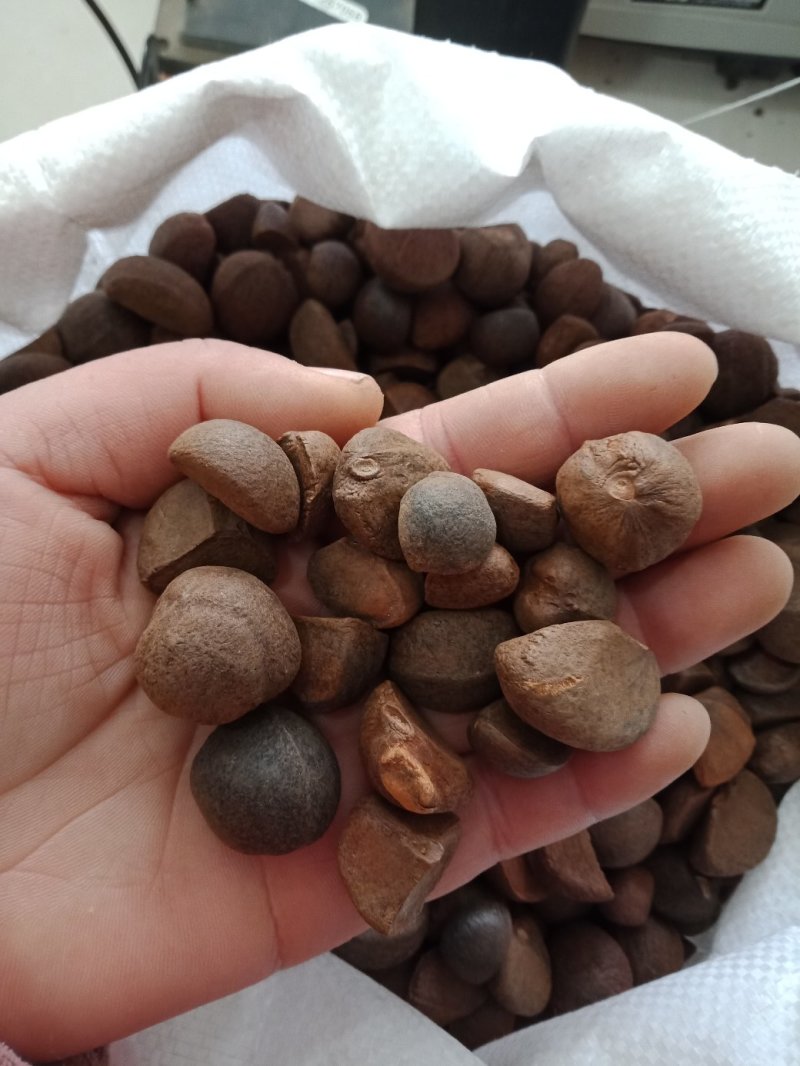 油茶种子大果红花油茶种子白花油茶茶花山茶茶树种子