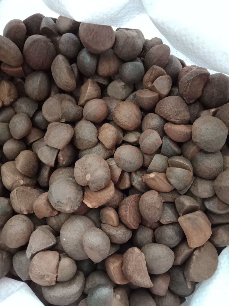 油茶种子大果红花油茶种子白花油茶茶花山茶茶树种子