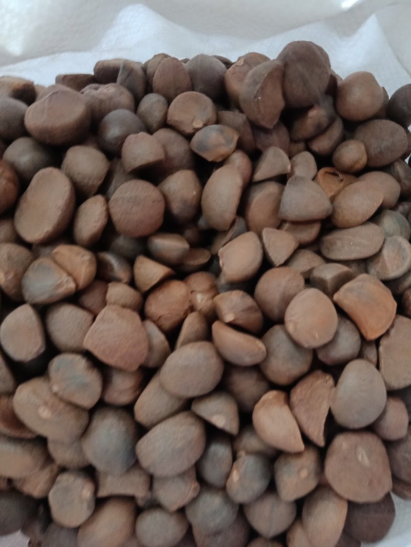 油茶种子大果红花油茶种子白花油茶茶花山茶茶树种子