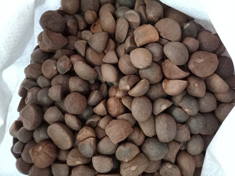 油茶种子大果红花油茶种子白花油茶茶花山茶茶树种子