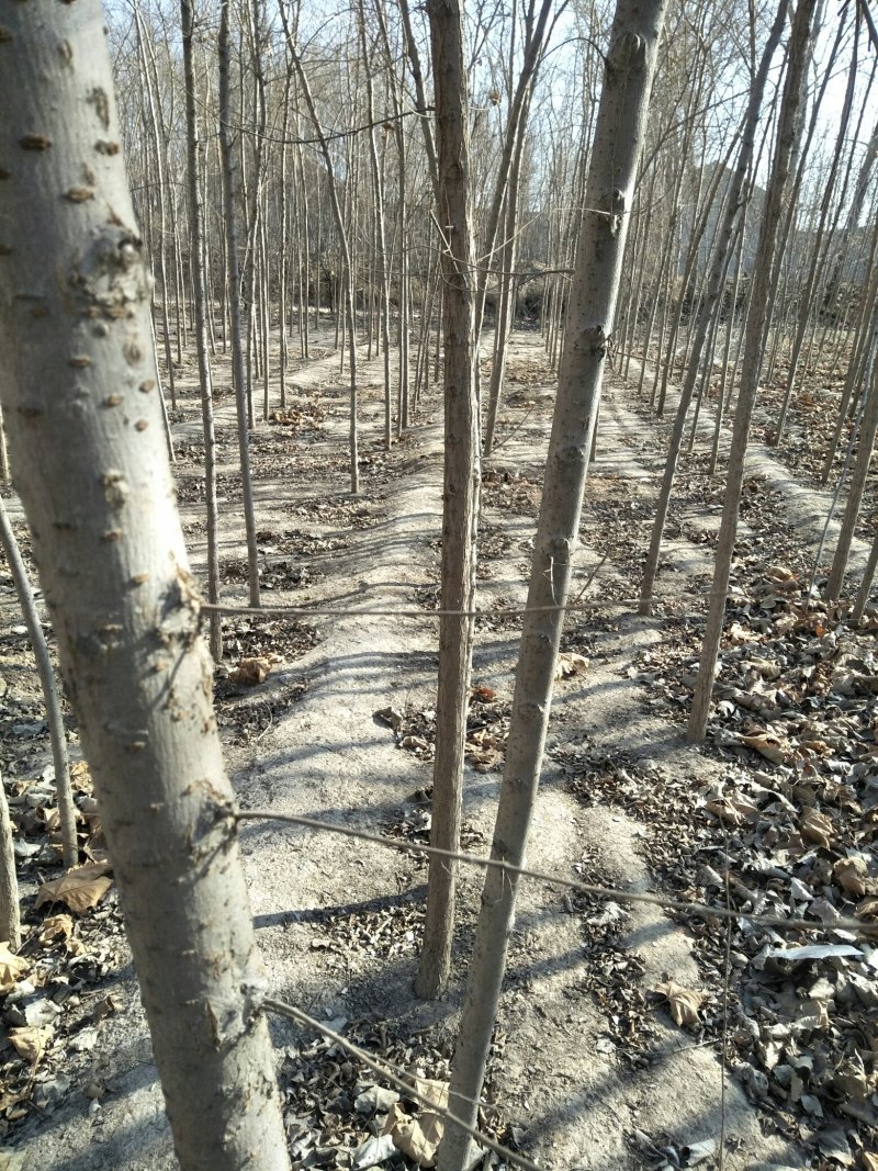 榆树苗，鲁西北兴苗木基地，当年小叶榆树苗量大