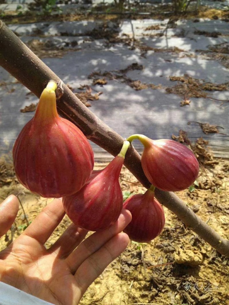 无花果波姬红金奥芬布兰瑞克无花果树苗
