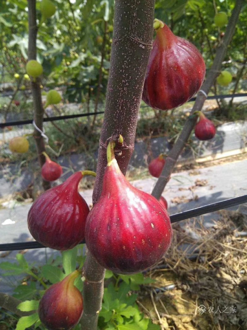 无花果波姬红金奥芬布兰瑞克无花果树苗