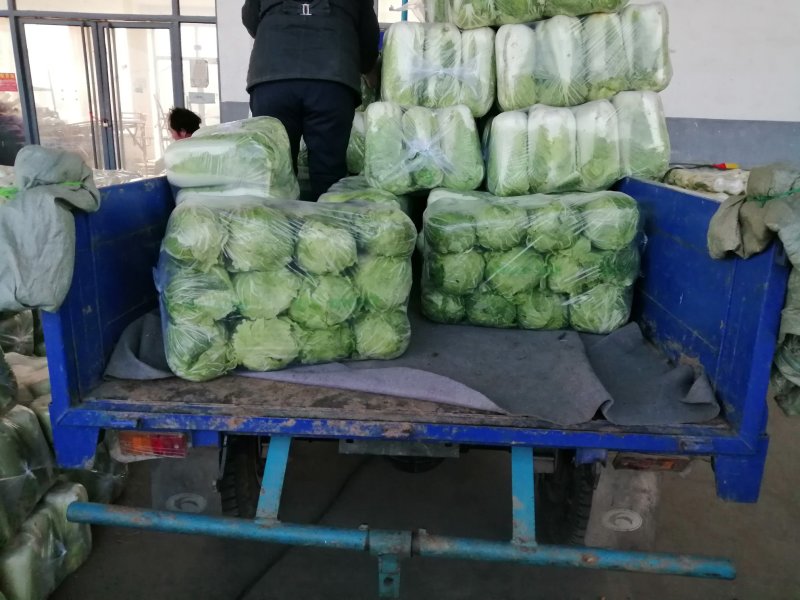 北京三号白菜，黄心白菜大量供应超市，市场，一手货源