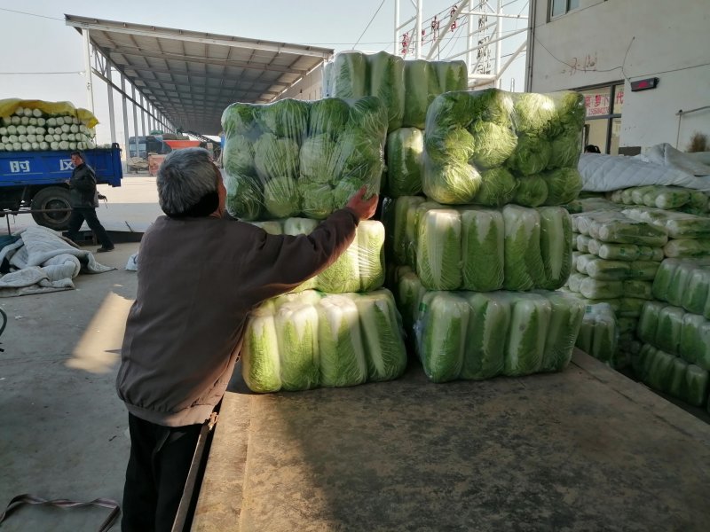 北京三号白菜，黄心白菜大量供应超市，市场，一手货源