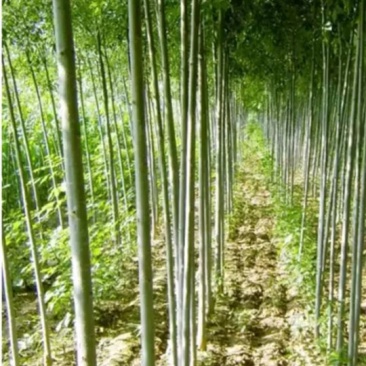 白蜡树