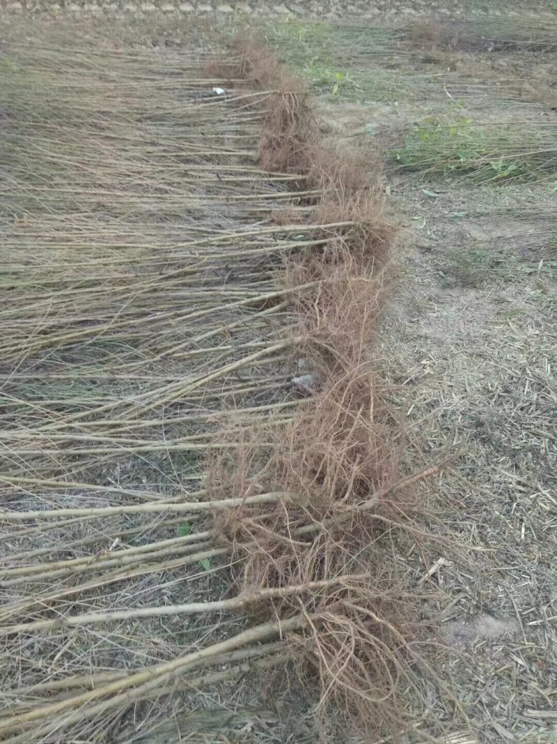 果树桃树苗毛桃树苗可嫁接多种树种
