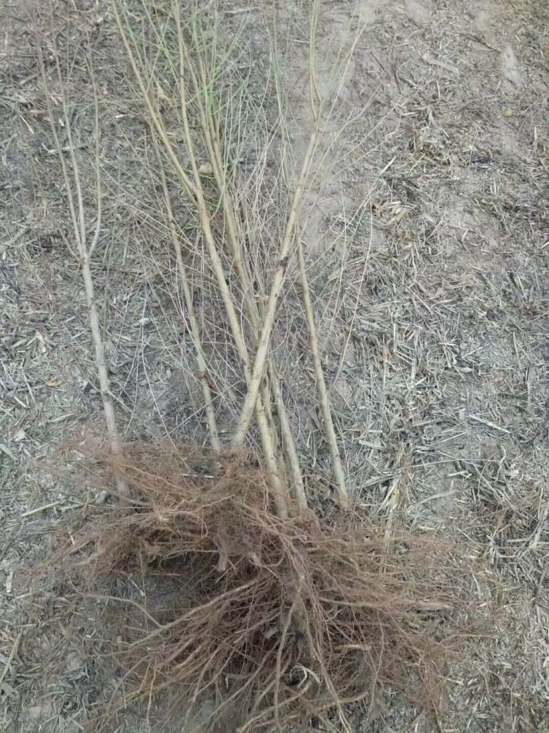 果树桃树苗毛桃树苗可嫁接多种树种