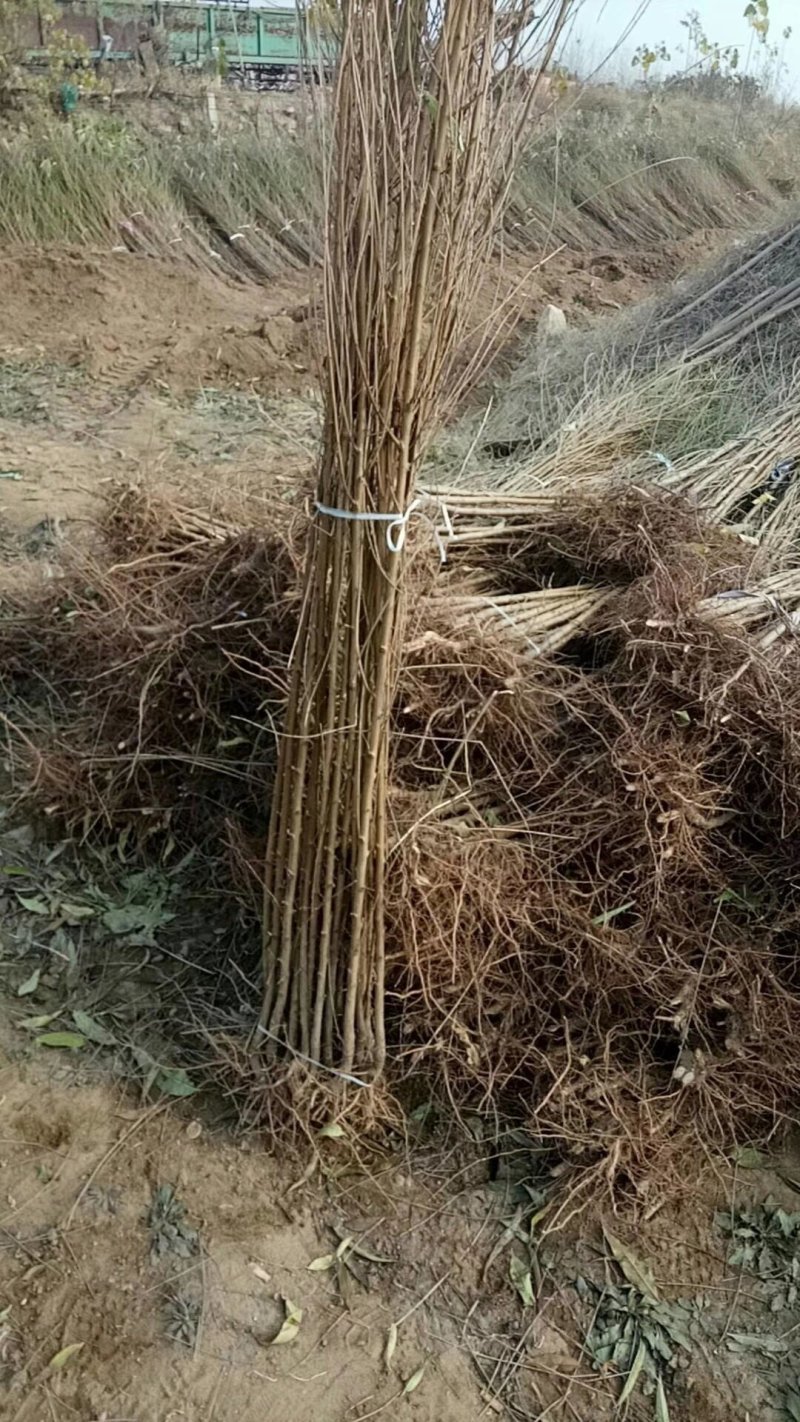 果树桃树苗毛桃树苗可嫁接多种树种