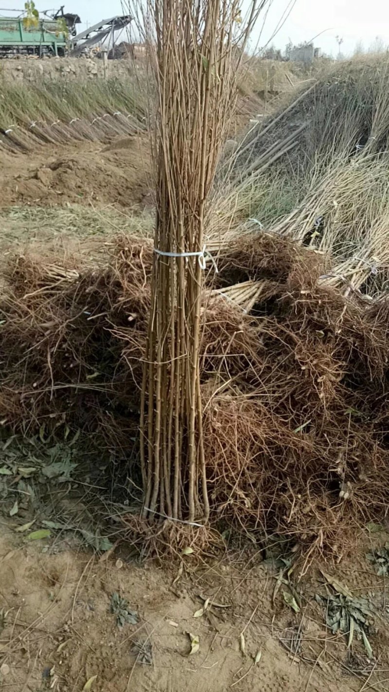 果树桃树苗毛桃树苗可嫁接多种树种