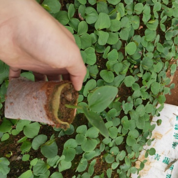 布福娜黑老虎苗