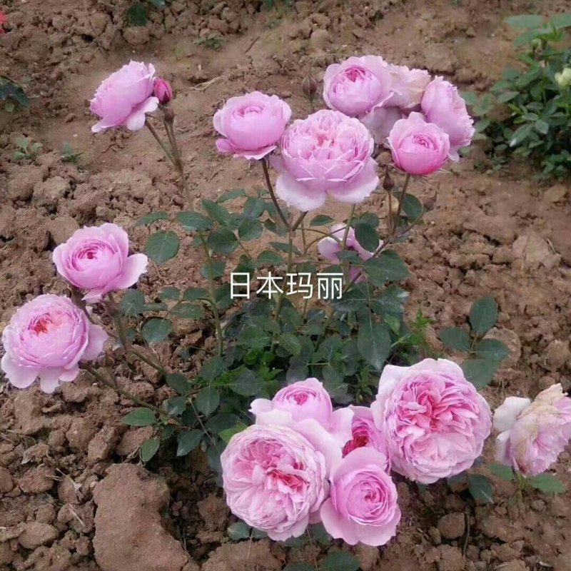 藤本月季欧月日本玛丽克莱尔奥斯汀我的心抓破美人脸