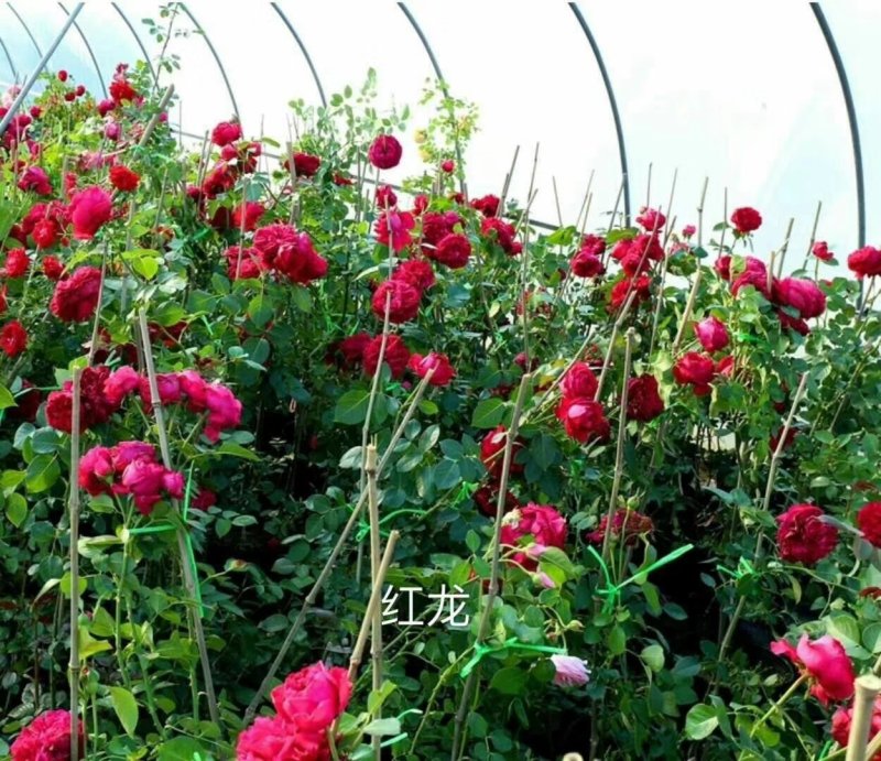 藤本月季欧月日本玛丽克莱尔奥斯汀我的心抓破美人脸